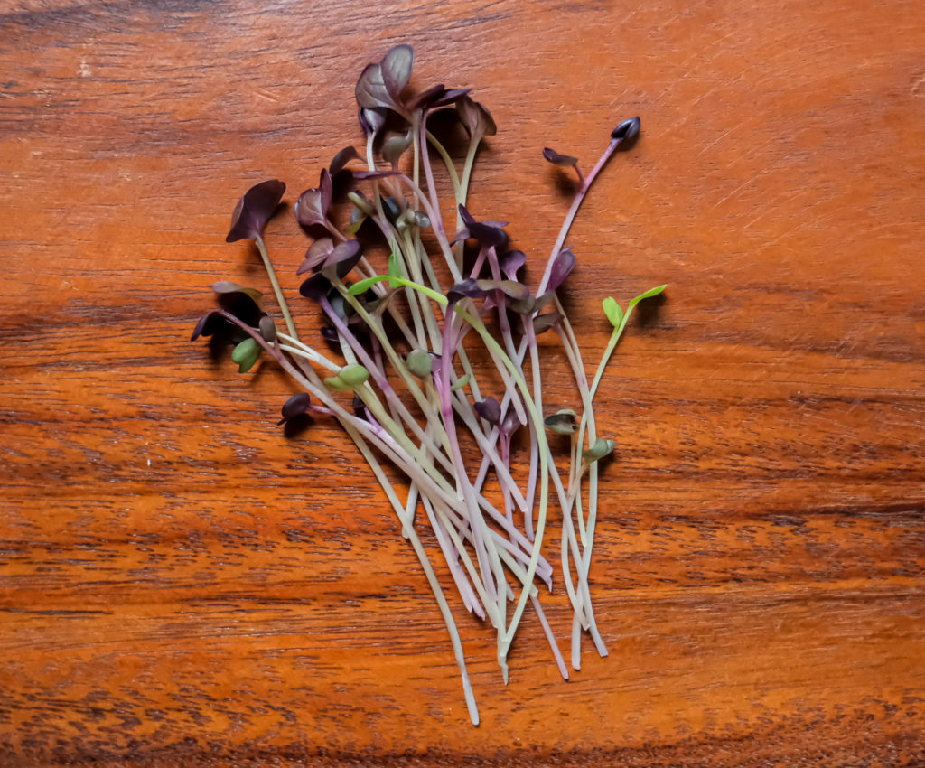 Rambo Radish Mile High Micro Greens