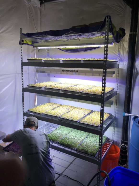 UNITED STATES OF MICRO FARMS - Mile High Micro Greens