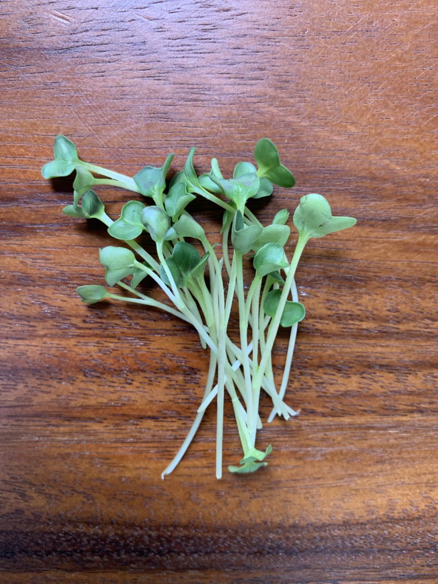 Daikon Radish Mile High Micro Greens